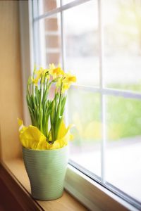 daffodils-1316128_960_720